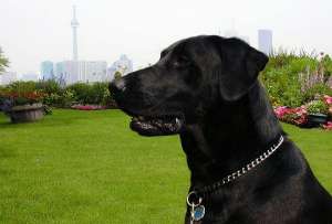 Ранее было доказано, что собаки могут также диагностировать рак простаты. (Фото Michele Hogan.)