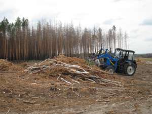 Новые леса начинаются с разборки горельников. Фото: http://oz-rayon.ru