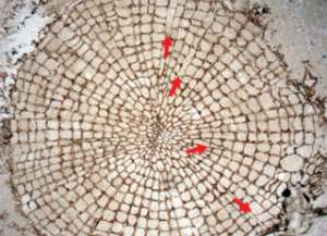 Диаметр найденных стеблей – около 3-5 сантиметров. Стрелками показаны отличные от других продолговатые клетки. Пояснение в тексте (иллюстрация Science).