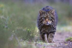 Ну не красавица ли! Суровая шотландская дикая кошка. (Фото Королевского зоологического сообщества Шотландии.) 