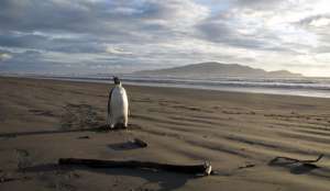 Оказавшийся в Новой Зеландии пингвин отправляется домой на научно-исследовательском судне. Фото: Голос России