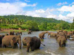 Слоны в Шри-Ланке. Фото: http://travel.ru