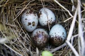 Гнездо с яйцами даурского журавля. Фото: http://birds-altay.ru 