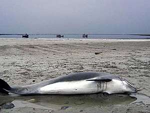 Мертвый дельфин. Фото: http://yalta.ura-inform.com