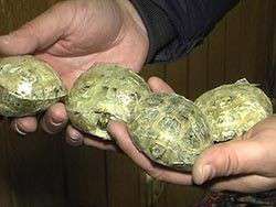 Черепахи. Фото: http://newsland.ru