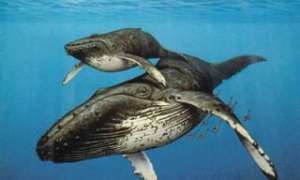 Ученые метят китов. Фото: Дейта.Ru