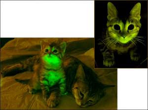 Котёнок с противовирусным белком и зелёной флуоресценцией (фото авторов исследования).
