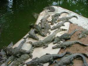 Крокодилы. Фото: http://aif.ru