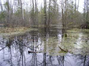 Торфяные болота. Фото: http://wikimedia.org