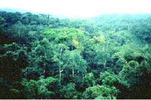 Тропические леса. Фото: http://www.blueplanetbiomes.org