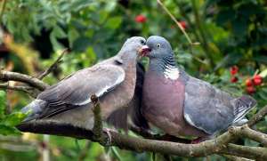 Самка голубя кормит птенца «молоком». (Фото Dr. John Backenbury.)