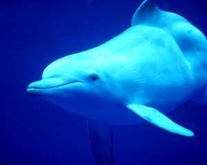Северный дельфин. Фото: http://www2.readersdigest.ca