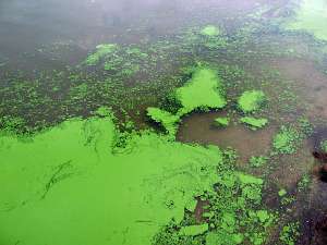 Азот провоцирует рост водорослей, в том числе ядовитых. Фото: http://science.compulenta.ru