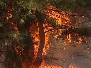 Пожарами охвачено около 600 гектаров сибирских лесов и степей. Фото: Вести.Ru
