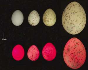 Слева направо: яйца голубя, коростеля-дергача, красной куропатки и клуши. Нижний ряд: они же, но без желтка и с источником красного света внутри. (Фото авторов исследования.)