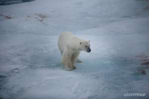 Экспедиция в Арктику прошла успешно! Фото: Greenpeace