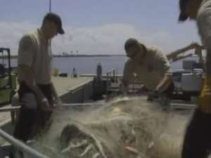 Более 3000 акул погибли в браконьерских сетях у берегов Техаса. Фото: http://www.youtube.com