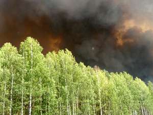 Лесной пожар. Фото: http://kp.ru
