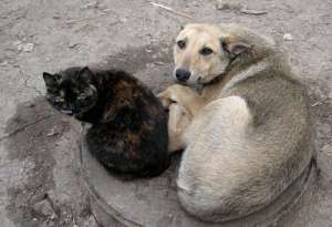Бездомные собаки и кошки. Фото: http://runews.su
