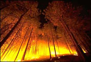 Число природных пожаров в России за сутки возросло более чем на 20%. Фото: http://www.neskuchno.com