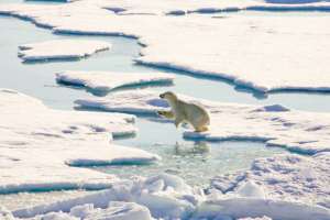 Минприроды и Арктический совет обсудят сохранение арктических животных. Фото: http://www.kinopress.info