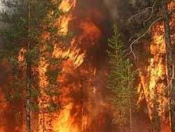 Лесной пожар. Фото: http://newsland.ru