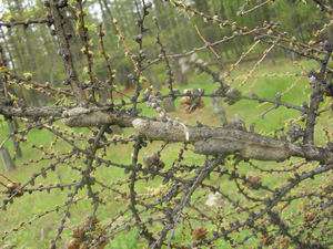 Дерево, пораженное сибирским шелкопрядом. Фото: http://www.1sn.ru