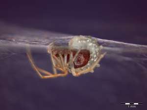 Личинка наездника на пауке. Фото авторов исследования