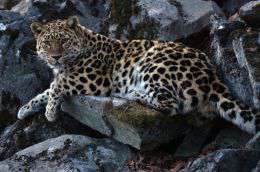 Браконьерство - одна из основных угроз самой редкой кошке планеты. Фото: WWF 
