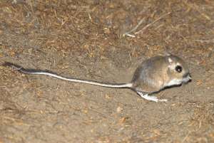 Кенгуровая крыса Штефана (фото carachama).