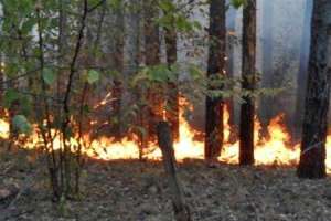 Лесной пожар. Фото: http://obozrevatel.com