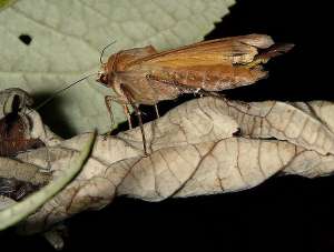 Ленточная совка — одна из бабочек, обладающих тимпанальными «ушами» (фото C. Rayz).