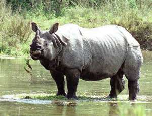 Яванский носорог. Фото: http://animalportal.ru