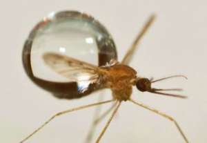 Один из выводов работы: комары летают во время дождя, потому что слишком мало весят (фото David Hu).