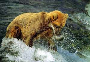 Медведь на &quot;рыбалке&quot;. Фото: http://www.zoobiz.ru