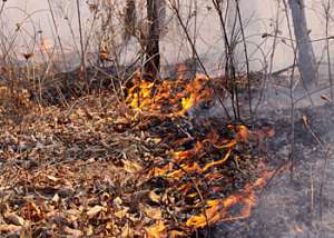 Лесной пожар. Фото: http://portamur.ru