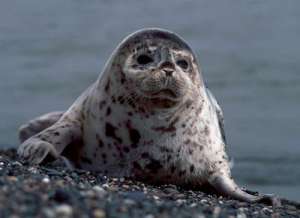 Пятнистый тюлень. Фото: http://www.animaltime.ru