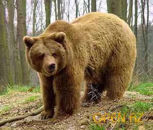 На Сахалине голодные медведи стали заходить в города. Фото: http://open.az