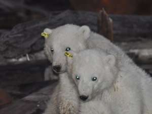 На белого медведя надели ошейник. Фото: http://www.dvinainform.ru