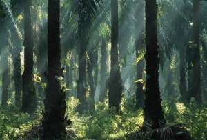 Масличные пальмы вместо дождевых лесов — и все преимущества биотоплива сойдут на нет. (Фото Eddi Boehnke / Corbis.)