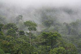 Леса Амазонии. Фото: http://www.brazil.ru