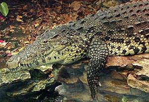 Крокодил. Фото: http://zooclub.ru