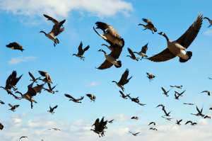 Перелетные птицы. Фото: http://animals-wild.ru