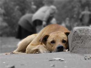 Бездомные животные. Фото: egida.by