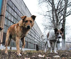 Бездомные собаки. Фото: http://nnm.ru