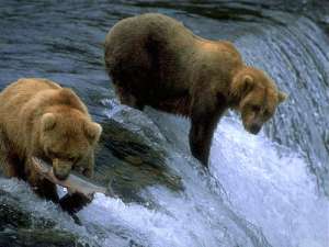 Бурые медведи. Фото: http://zooclub.ru