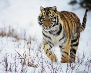 Амурский тигр. Фото: http://desktopwallpapers.ru