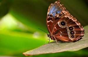 Бабочки. Фото: http://www.ptushki.org