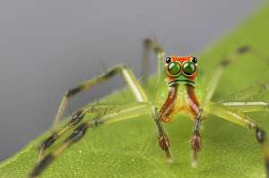 Самец паука Lyssomanes viridis (фото Colin Hutton Photography).