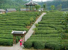 Китайский сад. Фото: http://priroda.su